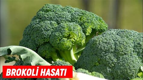 brokoli hangi mevsimin sebzesidir